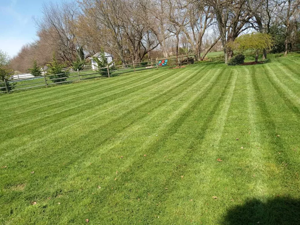 Professionally striped residential lawn